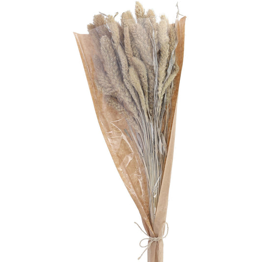 Setaria Bund 100g