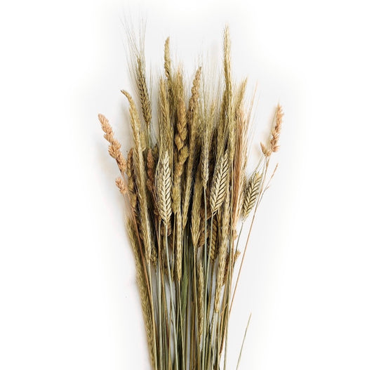 Dried flowers landgrass/wheat 20g-ca.50cm