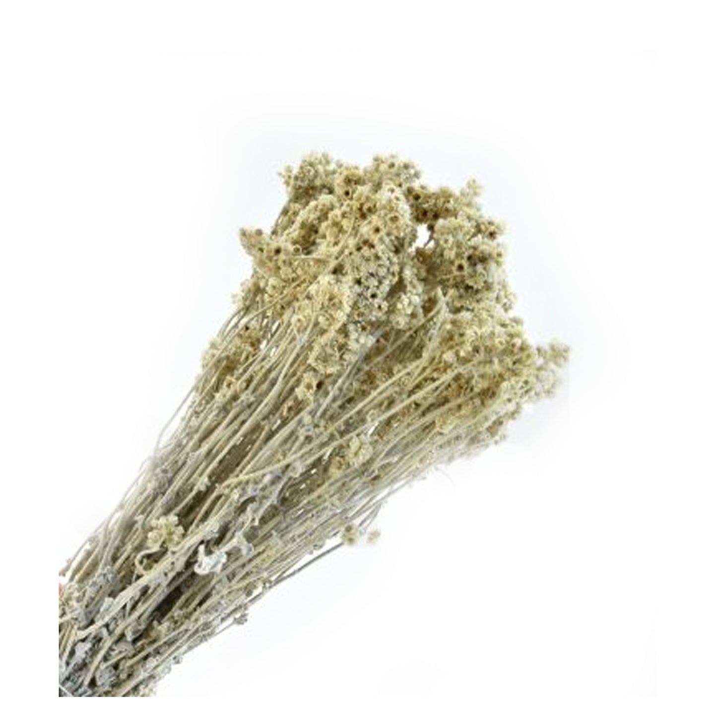 Crispum Cream dried flowers