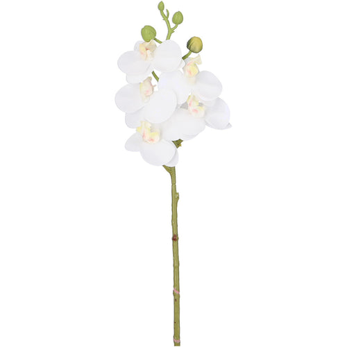 Orchideenzweig Wibe - Patjess