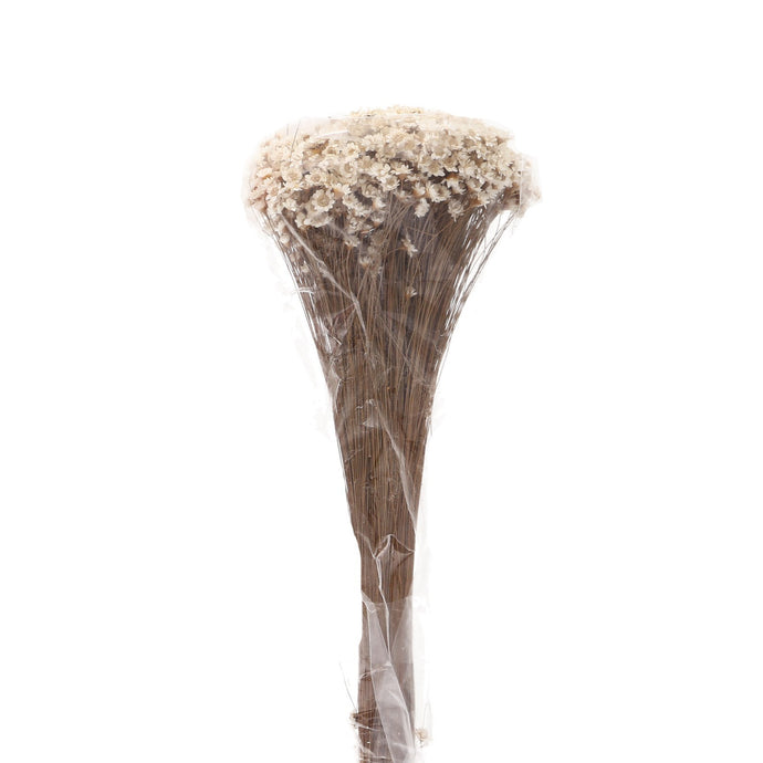 Glaxia dried flowers 50g