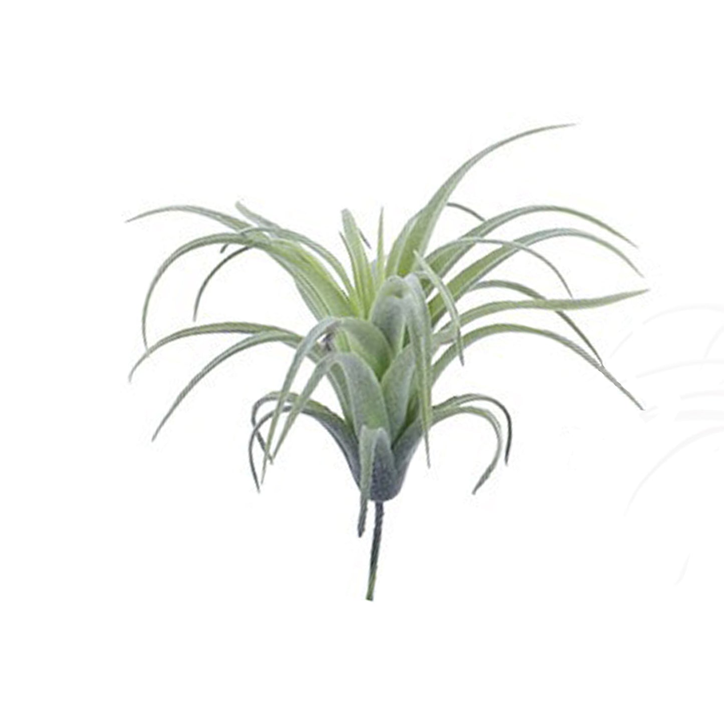 Tillandsia Pick grün lila - Patjess